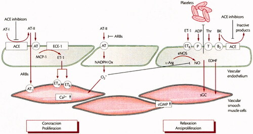 Figure 1. The endothelium in control of vascular smooth muscle and platelets.