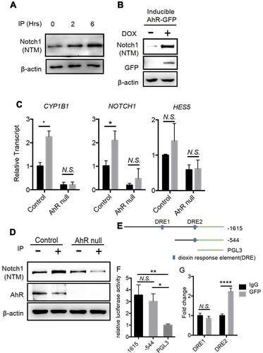 Figure 7 AhR is required for Notch1 mRNA and protein expression in Lung epithelial NL-20 cells; (A) NL-20 cells were treated with the AhR ligand Indeno[1,2,3-cd]pyrene (IP) at 1μM, and were examined in Western blotting analyses. Notch1 (NTM) is transmembrane/intracellular protein. (B) Doxycycline mediated ectopic AhR expression induces Notch1 in NL-20 cells. (C) IP-treated AhR-null cells showed lower expression levels of NOTCH1 and the downstream gene HES5 in NL-20 cells. (D) IP-treated (1μM) AhR-null cells had attenuated Notch1 (NTM) expression in NL-20 cells. (E) Serial deletion constructs of Notch1 promoters for promoter-reporter assays; (F) A549 cells were transfected with a series of deletion constructs of the Notch1 promoter and luciferase activities were determined. (G) A549 cells with ectopic AhR-GFP expression were analyzed in chromatin immunoprecipitation assays with IgG and GFP antibodies; *P < 0.05, **P < 0.01, ****P < 0.0001 (t tests or One-Way ANOVA).