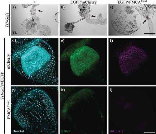 Figure 6. 10-days-old TH-Gal4>PMCARNAi flies showed shrinking and cell loss in the proventriculus. a-c, Bright field microscopy images of proventriculi (arrows) from TH-Gal4/+ (a), TH-Gal4>egfp/mCherry (b) and TH-Gal4>EGFP/PMCARNAi (c) 10-days-old flies. The latter exhibited perimortem collapsing of the proventriculus, which was not evident in the controls. The diameter (indicated with a red line) of the proventriculus shown were 218,48 µm (a), 220.82 µm (b) and 131.93 µm (c). d-i, Confocal images of proventriculi from TH-Gal4>egfp/mCherry (d-f) and TH-Gal4>EGFP/PMCARNAi (g-i) flies, which presented a decreased number of nuclei and EGFP fluorescence. f and i show mCherry fluorescence, represented in magenta (no fluorescence shown in TH-Gal4>EGFP/PMCARNAi flies as they do not express mCherry). Scale bar: c, 500 µm; i, 50 µm.