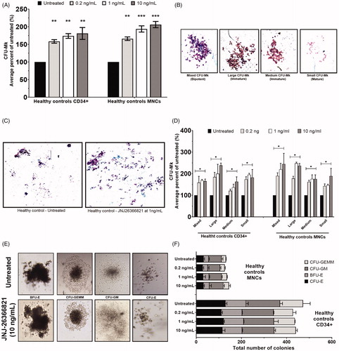 Figure 1. JNJ-26366821 stimulates megakaryopoiesis from normal hematopoietic progenitor cells. (A) CD34+ enriched human stem cells and MNCs obtained from normal volunteers (n = 2) were seeded in collagen-based semisolid medium supplemented with cytokines optimized for human megakaryocytic colony formation. Cultures were untreated or supplemented with JNJ-26366821 at concentrations of 0.2 ng/mL, 1 ng/mL and 10 ng/mL. Total number of CFU-Mk were counted after 12 days of incubation (*p < .05 by t-test when compared to untreated). (B) Based on morphology, CFU-Mk were classified as derived from most immature bipotent (mixed), immature (medium and large) and mature (small) megakaryocytic progenitors. (C) Representative low-power pictures of increased number of CFU-Mk with JNJ-26366821 treatment compared to untreated culture in a sample from a healthy control are shown. (D) Relative numbers of all different CFU-Mk subtypes are presented (*p < .05 by one-way ANOVA). (E) Non megakaryocytic colony formation was assessed by seeding control CD34+ enriched cells and MNCs in cytokine supplemented methycellulose-based medium and scoring the CFUs after 14 days of incubation. RWJ-800088 did not change CFU morphology as manually assessed on microscopy. Characteristic pictures of a CFUs from a healthy volunteer are shown. (F) JNJ-26366821 did not alter the formation or distribution of granulocytic-monocytic or erythrocytic CFUs. CFU-GEMM: Colony-forming unit-granulocyte, erythroid, macrophage and megakaryocyte. CFU-GM: Colony-forming unit-granulocyte-macrophage. BFU-E Burst-forming unit-erythroid. CFU-E: Colony-forming unit-erythroid. Results are presented as means of 2 independent experiments + SD.