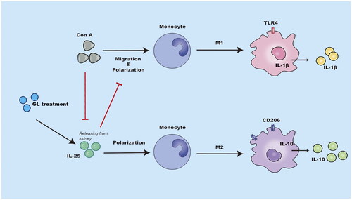 Figure 7. Schematic representation of the immunoregulatory role of IL-25 in Con A-induced inflammation of the kidney. The administration of glycyrrhizin enhances the production of IL-25, which is an anti-inflammatory cytokine, in the context of Con A challenge. IL-25 promotes the polarization of type 2 macrophages while inhibiting the generation of type 1 macrophages to restrain inflammation in the kidney elicited by Con A challenge..