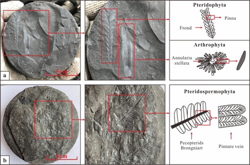 Figure 11. Molded Fossils in core sample (a) Well AP364, 2836.5 m. (b) Well AP122, 2890 m.