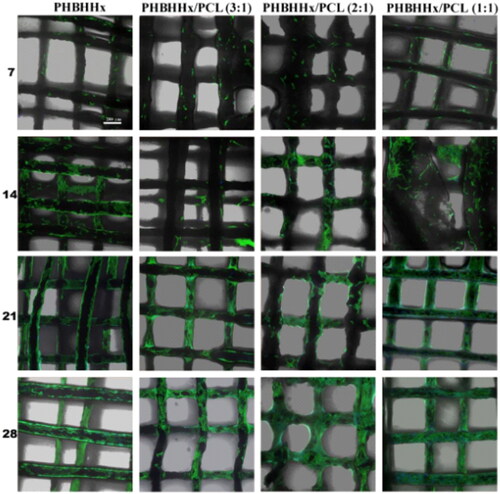 Figure 8. Confocal laser scanning microscopy microphotographs of PHBHHx and PHBHHx/PCL scaffolds, showing MC3T3-E1 cells cultured on the surface after 7, 14, 21 and 28 days of cell culture. Images were taken from Puppi et al.[Citation53] without any modification and licensed under CC BY 4.0.
