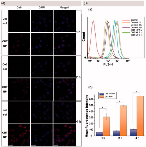 Figure 5. (A) CLSM images of MCF-7 cells after incubation of Ce6 solution or CHT NPs for 1, 2, and 4 h (scale bar: 40 μm). (B) FCM histograms (a) and mean fluorescence intensity (b) for Ce6 on MCF-7 cells after 1, 2, and 4 h incubation of Ce6 solution or CHT NPs. Data were represented as mean ± SD (n = 3). *p < .01.