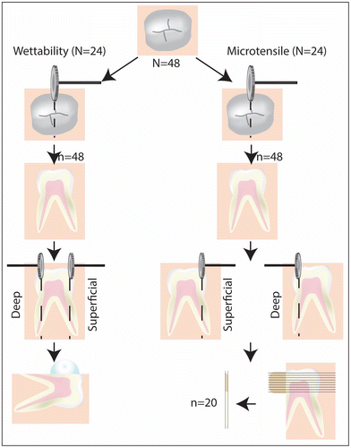 Figure 1. Schematic representation of sequence of the experimental protocol.