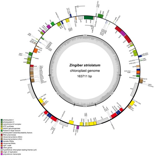 Figure 2. The structure of Zingiber striolatum chloroplast genome. The genes inside and outside of the circle are transcribed in the clockwise and counterclockwise directions, respectively. Genes belonging to different functional groups are shown in different colors. The darker gray area in the inner circle indicates the GC content and the lighter gray indicates the AT content of the chloroplast genome. The thick lines indicate the extent of the inverted repeats (IRA and IRB) that separate the chloroplast genome into the small single-copy (SSC) and large single-copy (LSC) regions.