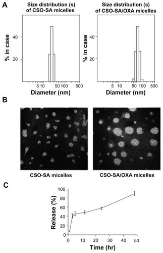 Figure 1 Characteristics of blank micelles and OXA-loaded CSO-SA micelles. (A) Size distribution of CSO-SA micelles and CSO-SA/OXA micelles. (B) TEM image of CSO-SA micelles and CSO-SA/OXA micelles. TEM image of micelles stained with 4% uranyl acetate. (Scale bar, 50 nm.) (C) In-vitro drug-release profile of CSO-SA/OXA micelles in fetal bovine serum at 37°C.Note: Data are presented as mean ± standard deviation.Abbreviations: CSO-SA, stearic acid-g-chitosan oligosaccharide; OXA, oxaliplatin; TEM, transmission electron microscopy.