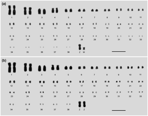 Figure 2. Representative karyogram of (a) the female and (b) the male chicken assembled from metaphasic chromosomes stained from Feulgen reaction. The criteria established in the 4th European Colloquium of Cytogenetics of Domestic Animals and the chromosomal DNA amount were considered to consecutively order and number the chromosomes. The karyograms showed 76 autosomal and ZZ (male) or ZW (female) sexual chromosomes. Bar = 5 μm.