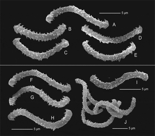 Figure 13. Sigmaspires of Microscleroderma miritatarata sp. nov. (a–e): Sigmaspires of holotype specimen MHNH-IP-2019-11. (f–j): Sigmaspires of paratype specimen MHNH-IP-2019-12