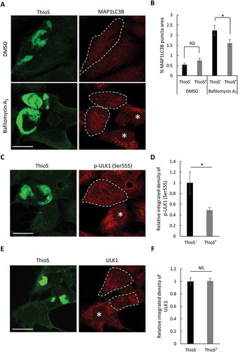 Figure 5. Mutant MAPT aggregates reduce autophagy. (a) Representative fluorescence images of ThioS and MAP1LC3B in MAPT-seeded MAPT-PL-V5-expressing HEK293 cells treated with DMSO or bafilomycin A1 (200 nM, 16 h). Individual ThioS-positive cells are highlighted by dotted lines, ThioS-negative cells are indicated by white asterisks. (b) Quantitative analysis of MAP1LC3B puncta areas in ThioS-positive (ThioS+) or -negative (ThioS−) cells under control (DMSO) or bafilomycin A1 treatment (200 nM, 16 h) (n ≥ 60 cells each). (c) Representative fluorescence images of ThioS and p-ULK1 (Ser555) in MAPT-seeded MAPT-PL-V5-expressing HEK293 cells. Individual ThioS-positive cells are marked by a dotted line, and ThioS-negative cells are indicated by a white asterisk. (d) Quantitative analysis of p-ULK1 (Ser555) intensity in ThioS-positive (ThioS+) vs. -negative (ThioS−) cells (n ≥ 40 cells each). (e) Representative fluorescence images of ThioS and ULK1 in MAPT-seeded MAPT-PL-V5-expressing HEK293 cells. Individual ThioS-positive cells are marked by dotted lines, and a ThioS-negative cell is indicated by a white asterisk. (f) Quantitative analysis of ULK1 intensity in ThioS-positive (ThioS+) vs. -negative (ThioS−) cells (n = 38 cells each). Scale Bar: 20 μm. All data are expressed as mean ± SEM. NS, non-significant; *P ≤ 0.05.