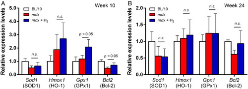 Figure 4 mRNA expression levels in gastrocnemius muscle at ages 10 (n = 6) and 24 (n = 6–8) weeks. mRNA levels in untreated mdx mice (mdx) and hydrogen-treated mdx mice (mdx + H2) are normalized for that in BL/10 mice in each gene. Mean and SD are indicated. Statistical difference is calculated with Student's t-test. n.s., not significant.
