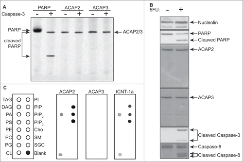 Figure 2. ACAP2 has an identical lipid-binding pattern to that of CNT-1. (A) Neither ACAP2 nor ACAP3 is cleaved by caspase-3 in vitro. PARP, ACAP2 and ACAP3 were synthesized and labeled with S35-Methionine(*) in rabbit reticulocyte lysate, incubated with or without 1 unit of purified caspase-3 for 2 hours, and then resolved by 15% SDS-PAGE. (B) ACAP2 and ACAP3 are not cleaved during apoptosis. HCT116 cells were treated with DMSO or 375 μM 5FU for 24 hours and cell lysates subjected to immunoblotting. ACAP2 and ACAP3 are not cleaved during apoptosis, whereas Caspase-3, Caspase-8, and PARP are. Nucleolin serves as a loading control. (C) ACAP2, but not ACAP3, displays a similar phosphoinositide binding activity to that of tCNT1a. ACAP2, ACAP3, and GST-tCNT-1a were synthesized and labeled with S35-MET(*) as in A and quantified as described in Materials and Methods. 40 nM of each protein was then added to the membrane strips.