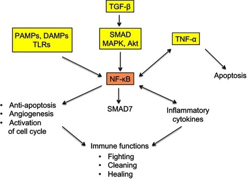 Figure 3 Simplified representation of the signaling maze of TLRs, TNF-α and NF-κB.Notes: NF-κB is a pleiotropic transcription factor with ambivalent, pro- and antitumor actions. PAMPs and DAMPs activate NF-κB via TLRs. TNF-α is an inflammatory cytokine present both downstream and upstream of NF-κB. TGF-β activates NF-κB via the interlinked SMAD and MAPK/Akt signaling cascades, and NF-κB induces a SMAD7-driven negative feedback loop. All these facts clearly mean that the final action of the represented system, that works, among others, in cancer and trophoblast, is not unequivocal and that it strongly depends on a lot of interfering factors. Striking similarities exist between cancer and trophoblast as regards the immune-related fighting, cleaning, and healing actions.