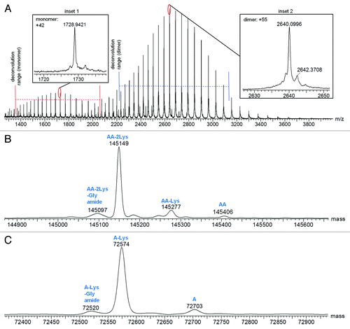 Figure 3. Mass spectra for Homo-A: (A) Raw mass spectrum; (B) MaxEnt1 deconvoluted spectrum for the intact antibody charge envelope; (C) MaxEnt1 deconvoluted spectrum for the half-antibody charge envelope.