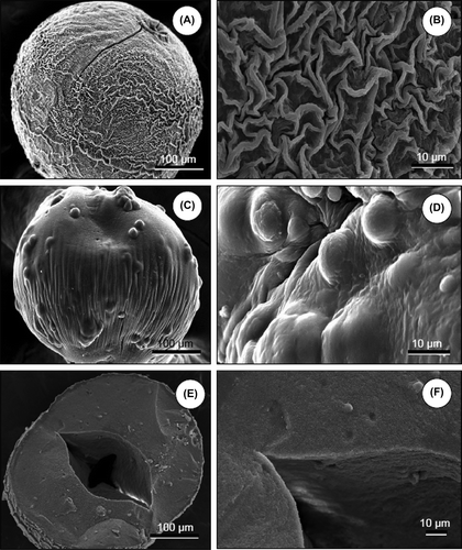 Figure 3. Scanning electron micrographs of hepatocytes-encapsulated ACA microcapsules (A, B) and alginate microbeads (C–F). B is the enlarged image of A demonstrating the external ACA capsule surface. Hepatocyte loading concentration of 3 × 106 hepatocytes/ml gel (C, D) resulted in surface disorders and lower mechanical stability after the freeze–thaw procedure and during culture. Hepatocyte loading concentration of 1 × 106 hepatocytes/ml gel (E, F) was optimal for maintaining a more smooth surface and better mechanical stability in culture. The open core seen in the alginate bead (E, F) is due to unusual preparation of the SEM sample. Scale bars are provided for all images.