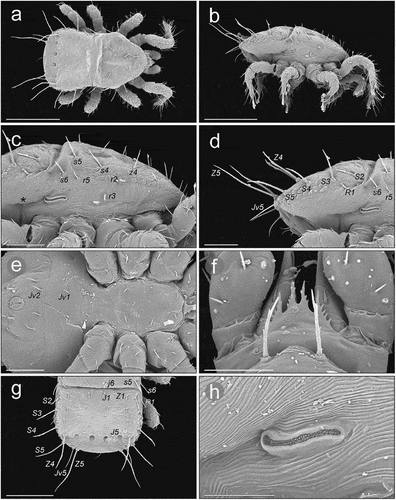 Figure 4. SEM (Scanning Electron Microscopy) micrographs of a Zercon hamaricus protonymph. (a) dorsal habitus; (b) lateral habitus; (c) anterior part of idiosoma, lateral view (*metapodal plate); (d) posterior part of idiosoma, lateral view; (e) sternal and anal region; (f) epistome; (g) opisthonotum, dorsal view; (h) peritreme, lateral view. Scale bars (µm): a, b = 150; c–e = 50; f, h = 25; g = 100.