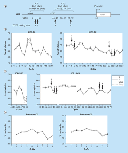 Figure 4.  DNA methylation in offspring liver at H19 imprinting control region.(A) Genomic structure of the H19 upstream region. The position of the two CpG islands corresponding to the two parts of the imprinted control region (ICR) are indicated above the line. The CpG sites analyzed in this study are indicated below the line, as well as the position of the CTCF binding sites. (B, C & D) Methylation levels of individual CpG sites from the ICR1 (B), ICR2 (C) and H19 promoter (D) at D0 and D21. The CpG sites embedded in the CTCF binding sites 1 to 4 are indicated by arrows above the curves (mean ± SEM) (n = 6/group).CTCF: CCCTC-binding factor.