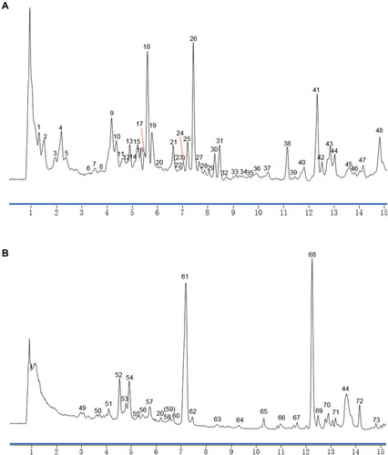 Figure 2 Identification of the main ingredients of Ii by UPLC-Q-TOF-MS. Representative TIC chromatograms of the extracts of the herbal leaves (A) and the roots (B) were presented.