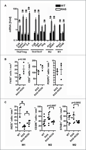 Figure 5. RAS-mediated phenotypes are attenuated by PPARγ-agonist. A, Immune marker gene expression in mouse tissues. Total RNA was extracted from snap-frozen SI of WT and RAS mice. CT-values from RT-qPCRs normalized to B2 m were calculated as -fold ± S.E. (n = 6 per genotype, *p < 0.05 WT vs. RAS for all genes, Mann Whitney test). B, IHC on tissue sections of RAS and RAS+ROSI mice using Abs detecting T/B cells and total macrophages in the non-malignant mucosa. Data are means ± S.E. (n = 3 per group, p = 0.100, Mann Whitney test). C, PPARγ-activation increases intestinal M1 macrophage numbers. IHC with Abs detecting subpopulations of macrophages. Data are presented as in B (n≥4 per group, *p < 0.05 vs. ROSI, Mann Whitney test).