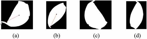 Figure 15. Orientation adjustment results for the garlic cloves in Figure 7(a) (polar radius curve without wavelet packet processing). (a) the maximum polar radius of garlic clove 1. (b) Maximum polar radius of garlic clove 2. (c) Orientation adjustment for garlic clove 1. (d) Orientation adjustment for garlic clove 2.