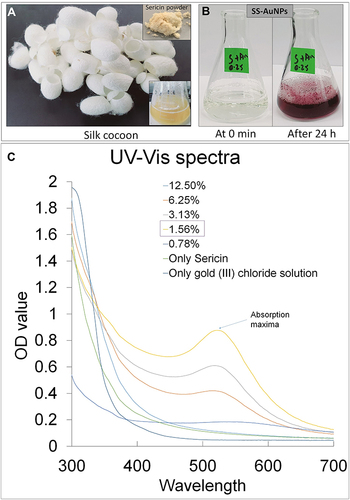 Figure 1 (A) Silk cocoon, sericin powder, and sericin solution; (B) Color change during biosynthesis of SSP-AuNPs; (C) UV-VIS spectral analysis of SSP-AuNPs at different sericin concentrations.