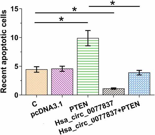 Figure 5. Hsa_circ_0077837 overexpression reduced HCC827 cell apoptosis via PTEN. The roles of hsa_circ_0077837 and PTEN in HCC827 cell apoptosis were explored using cell apoptosis assay. *, p < 0.05.