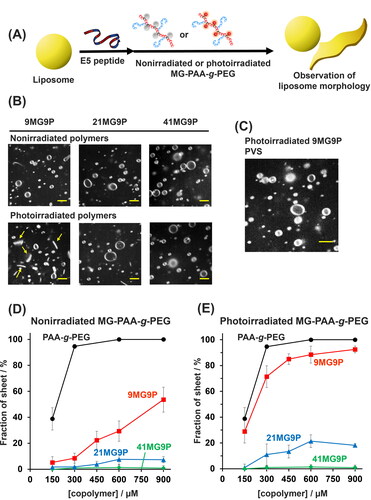 Figure 5. Analysis of effect of MG-derivatized copolymer on E5 activity. (A) Schematic of the morphological conversion of lipid membranes induced by MG-PAA-g-PEG. (B) Confocal microscopic images of GUVs treated with 30 µM E5 peptide and 300 µM nonirradiated or photoirradiated MG-PAA-g-PEG (in allylamine units) at 37 °C. (C) Image of vesicles treated with 30 µM E5 and 300 µM 9MG9P (in allylamine units) at 37 °C and then 600 µM PVS (in anion units) for 1 min. Scale bars: 5 µm. (D,E) The percentage of lipid sheets when GUVs were treated with 30 µM E5 over a range of concentrations of (D) nonirradiated or (E) photoirradiated MG-PAA-g-PEG for 10 min at 37 °C. Buffer for all experiments was 10 mM HEPES (pH 7.4), 140 mM NaCl.