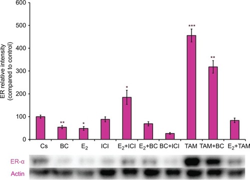 Figure 5 The effects of hormones and antihormones in combination with BC on ER-α expression in MCF-7 cells.