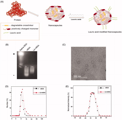 Figure 1. (A) Schematic diagram showing the synthesis of LA-nBSA. (B) Agarose gel analysis of BSA, nBSA, and LA-nBSA. (C) TEM image of LA-nBSA. (D) Particle size distribution and (E) zeta potential of nBSA and LA-nBSA. Scale bars: 50 nm.