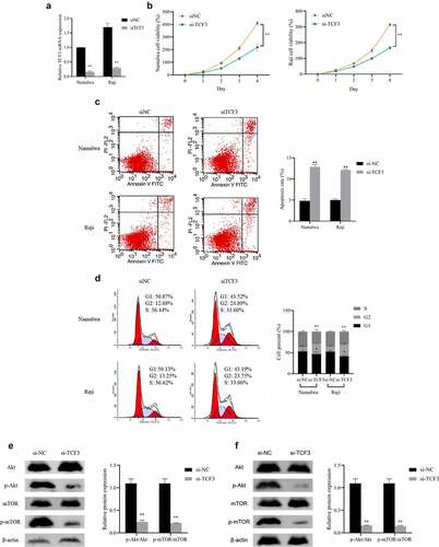 Figure 2. Influence of BL cell proliferation, apoptosis, cell cycle and Akt/mTOR pathway by knocking down TCF3