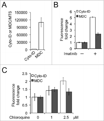 Figure 6. The Cyto-ID was more sensitive than MDC in quantifying autophagic compartments. (A) Background levels of the Cyto-ID or MDC fluorescence in nonautophagic K562 cells. (B) Imatinib-induced autophagy. K562 cells were treated with 1 μM imatinib for 16 h and autophagy was assayed by the Cyto-ID- or MDC-based spectrophotometric assay. (c) Chloroquine-blocked autophagy flux in K562 cells.