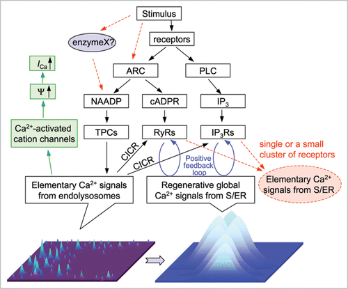Figure 1 The proposed role for two-pore channels in integrative Ca2+ signaling. Flow chart shows pathways for NAADP, cADPR and IP3 production and their effects on intracellular Ca2+. The drawings at the bottom depict elementary Ca2+ signals generated by TPCs (left, lighter color and higher position for higher Ca2+ concentrations) and global Ca2+ signals generated by activating IP3Rs and/or RyRs (right). Red dashed lines indicate alternative pathways. The green pathway on the left shows an alternative consequence of TPC-mediated Ca2+ release. ARC, ADP-ribose cyclase, including CD38, PLC, phospholipase C, Ψ, membrane potential. ICa, Ca2+ current through plasma membrane.