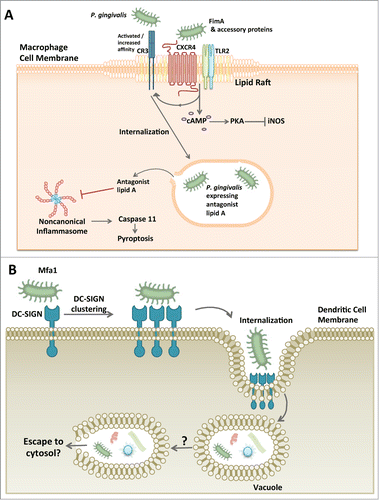 Figure 2. P. gingivalis exploitation of macrophages and dendritic cells. (A) P. gingivalis hijacking of the macrophage. P. gingivalis associates with lipid rafts on macrophages and causes the co-aggregation of CXCR4 and TLR2 with its FimA fimbriae and associated proteins. The result is an inside-out signaling event that causes complement receptor 3 (CR3) to undergo a conformational change to a ‘high affinity’ structure. P. gingivalis then utilizes CR3 for macrophage internalization. In addition to the inside-out singaling, TLR2 and CXCR4 cause activation of cAMP and subsequent PKA-dependent inhibition of inducible nitrogen oxide synthase (iNOS) ultimately preventing the bacterial killing ability of the macrophage. An additional mechanism by which P. gingivalis can increase its survival within the macrophage involves its capacity to inhibit non-canonical inflammasome activation and hence pyroptosis, a proinflammatory mechanism of lytic cell death that protects the host against infection. Since the caspase 11-dependent noncanonical mechanism of inflammasome activation is triggered by intracellular LPS, it is likely that P. gingivalis, or at least its LPS, escapes to the cytosol. (B) P. gingivalis manipulation of dendritic cell entry. P. gingivalis has a unique fimbrial protein, Mfa1, that specifically interacts with DC-SIGN on the dendritic cell surface. This binding phenomenon allows P. gingivalis to gain entry into the dendritic cell where it can survive and may be visualized within a vacuole. P. gingivalis-manipulated dendritic cells can also harbor other bacterial species as well. It is currently unclear whether P. gingivalis has to escape the vacuole in order to survive as is the case with other cell types.