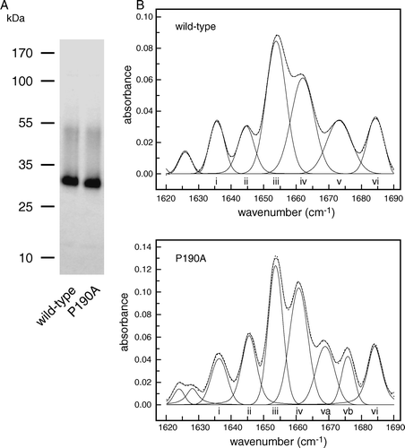 Figure 3.  Comparison of wild-type So_ACR3 and its P190A mutant. (A) Imperial™-stained SDS-polyacrylamide gel of the purified proteins. The mobilities of marker proteins of known molecular mass are shown on the left. (B) Amide I region of the FTIR spectra of hydrated films of the wild-type and mutant proteins and bands obtained by deconvolution (solid lines). The latter were assigned to β-sheet (i and vi), unordered structure (ii), α-helix (iii and iv) and β-turns (v, va and vb). The curves fitted using these component bands are shown as dotted lines.