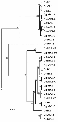 Figure 4. Phylogenetic tree of SK amino acid sequences in Oryza species. Phylogenetic relationships of SK amino acid sequence of Oryza sativa (Os), Oryza rufipogon (Oru), Oryza nivara (On), Oryza glaberrima (Ogla), Oryza barthii (Obar) and Oryza glumaepatula (Oglu) were constructed using the UPGMA method. The bootstrap support values from 1,000 replicants are shown at the node.