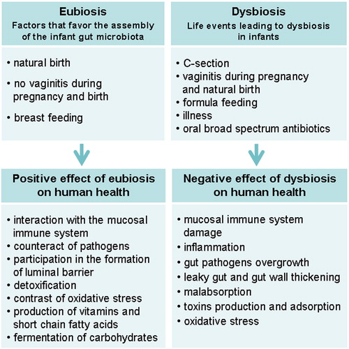 Figure 2. Differences between eubiosis (a healthy normal microflora) and dysbiosis establishment and consequences.