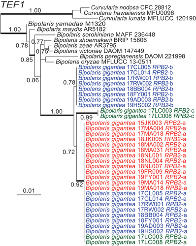Figure 8. Maximum likelihood phylogeny inferred from TEF1 sequences grouped isolates into three distinct but closely related clades within Bipolaris. Haploid alleles grouped with allele a from heteroploids. Remaining alleles from heteroploids grouped into two clades. Blue text denotes alleles from heteroploid isolates with allele b. Green text represents heteroploid isolates with allele c. Red text represents haploid isolates. Branch support values at nodes are given by aLRT, and heavy lines indicate >98% Bayesian posterior probability. Scale bars are estimated substitutions/site. The partial TEF1 sequence alignment is provided in SUPPLEMENTARY FILE 5.