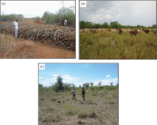 Figure 2. Photographs of the major land-use practices: (a) wood stacked in preparation for charcoal production, (b) cattle grazing in a wetland and (c) cultivation fallow in a multiple land-use equatorial African savanna, central Uganda.