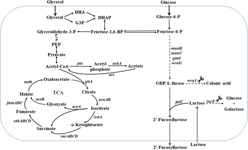 Figure 1. Metabolic pathways of E. coli for 2'-Fucosyllactose (2'-FL) production and microbial growth. The intracellular enzymes are abbreviated as follows: ManB, phosphomannomutase; ManC, α-D-mannose-1-phosphate guanylyltransferase; Gmd, GDP-mannose-6-dehydrogenase; WcaJ, UDP-glucose: undecaprenyl-phosphate glucose-1-phosphate transferase; LacZ, β-galactosidase; FutC, α-1,2-fucosyltransferase.Note: The acronyms, DHA, G3P, DHAP, PEP and TCA, refer to dihydroxyacetone, glyceraldehyde 3-phosphate, dihydroxyacetone phosphate, phosphoenolpyruvate and tricarboxylic acid, respectively. Genes involved in those pathways are in italics.