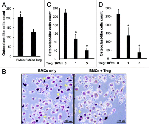 Figure 5. Treg cells suppress osteoclast differentiation in vitro. (A–B) Treg cells suppressed osteoclast differentiation mediated by RANKL. Mouse bone marrow cells (BMCs) were cultured as described with RANKL in the absence or presence of Treg cells. The cultured cells were subject to TRAP staining. TRAP-positive multinucleated (> 3 nuclei) cells were counted. (A) Results are reported as the number of osteoclast (OC)-like cells per coverslip ± SD n = 5, *p < 0.01. (B) Representative images showed osteoclast (OC)-like cells. (C and D) Treg cells suppressed osteoclast differentiation mediated by M-CSF and CD8+ T cells. Mouse bone marrow cells were cultured as described with M-CSF (C) or activated CD8+ T cells (D) in the presence of different concentrations of Treg cells. Results are reported as the number of osteoclast (OC)-like cells per coverslip ± SD n = 6, *p < 0.01.