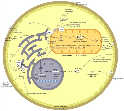 Figure 2. Overview of mitochondrial crosstalk with other organelles and cellular components such as the nucleus, endoplasmic reticulum (ER), the sorting and assembly machinery (SAM), plasma membrane (PM), and cell wall. 2a) Mitochondrial dysfunction or defects triggers mitochondrial-nuclear retrograde signaling. Loss of mitochondrial genome and mitochondrial fusion defect via unknown mechanisms activates nuclear retrograde (RTG) genes. 2ai) The mitochondria-nuclear retrograde signaling genes have role in regulating expression of PDR genes. Change in RTG gene expression in turn affect the expression of PDR3. Pdr3/CgPdr1 has an auto-regulatory loop (dotted curved arrow inside nucleus) and RTG functions to regulate Pdr3 expression. Pdr3/CgPdr1 and other unknown nuclear factors regulates expression of drug transporter Pdr5/CDR1/CDR2 by acting on its PDRE. One of the factors is Lge1, a nuclear protein downstream of Psd1, as ρ° cells increase the expression of Pdr3 and Pdr5. 2aii) Increase in the expression of drug transporter Pdr5 leads to increase in drug efflux hence drug resistance. 2aiii) Mutation and dysfunction of mitochondrial respiratory complex perturbs overall cells energy state and also possibly affects the membrane fluidity (perturbed ergosterol biosynthesis), which in turn leads to down regulation of drug transporters CDR1/CDR2 and hence increased drug susceptibility. 2aiv) Mitochondrial dysfunction, such as a fusion defect or loss of the mitochondrial genomes affects lipid biosynthesis and can in turn perturb the membrane permeability. 2av) Drug transporters Cdr1/Cdr2/Pdr5 have a role in synthesis of phospholipids, their distribution and transport across the plasma membrane. 2b) Mitochondria are the site for heme biosynthesis and at the center of regulating cellular heme homeostasis and its link to azole drug resistance. (2bi-2biii) Heme is the cofactor for enzymes involved in sterol biosynthesis enzymes, as a cofactor for mitochondrially-located respiratory complex enzymes and ER-localized cytochrome P450. 2biv) The heme-binding catalytic site for cytP450 can also be bound by azole drugs, and hence when targeted can impair ergosterol biosynthesis. 2bv) Heme-binding protein, Dap1, co-localizes with cytP450 at the ER. 2bvi) Dap1 dependent stabilization of cytP450, possibly by channeling of electrons from Dap1 heme to cytP450 heme. 2c) Role of mitochondrial outer membrane complex SAM (sorting and assembly machinery) in maintaining cell wall integrity and mitochondrial outer membrane function. 2ci) Dysfunction of SAM components impact mitochondrial membrane assembly and sorting of proteins through mitochondrial membranes and matrix. 2cii) Mutations or dysfunction of SAM core components leads to phospholipid synthesis problems which in turn affects the distribution of glycosylphosphatidylinositol (GPI) anchor protein and lead to a reduction in cell wall integrity. 2d) Involvement of ERMES (endoplasmic reticulum-mitochondria encounter structure) and the mitochondrial-ER contact site in maintaining mitochondrial morphology. ERMES mutants have perturbed cell wall remodeling with decreased expression of cell wall glycosidase PHR1 and 1,3-β-glucan affecting cell wall integrity.