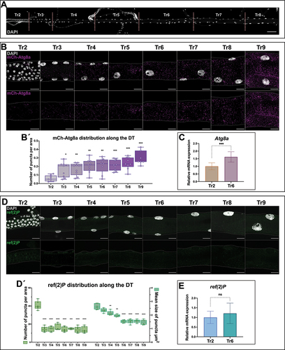 Figure 1. Differential autophagy along the dorsal trunk of the larval trachea. (A) the DT is a tubular structure divided into 10 metameres (Tr1-Tr10). Tr2 to Tr8 metameres are shown here, dissected from a larva of the L3 stage. Cell nuclei are labeled with DAPI. Cells of Tr2 are the diploid adult progenitors, while the cells of the rest of the metameres are large polyploid larval cells. Other minor branches that form the larval tracheal system are connected to the dorsal trunk. Scale bar: 100 μm. (B) Magnification of metameres Tr2-Tr9 from L3 larvae carrying the mCh-Atg8a reporter, in magenta; cell nuclei are labeled with DAPI, in white. Scale bars: 20 μm. (B´) Box plots show the distribution of the values of mCh-Atg8a puncta per area in each metamere, which show significant differences between cells of Tr2 and those of the rest of the metameres. For the analysis of variance between groups, Welch’s ANOVA (p = 0.0001) was applied followed by Dunnett’s T3 multiple group comparison test. (alpha set at 0.05. *p < 0.05, **p < 0.01, ***p < 0.0005). n = 9 individuals per group. Error bars represent SD of means. (C) Relative expression levels for the mRNAs of Atg8a in Tr2 and Tr6 metameres, the transcripts of the gene found enriched in Tr6 cells. (***p < 0.0001, Unpaired t-test). n = 6 control btlGal4/+ individuals. (D) Magnification of metameres Tr2-Tr9 of L3 larvae. ref(2)P in green and cell nuclei are labeled with DAPI, in white. Scale bars: 20 μm. (D´) Box plots show the distribution of the values of ref(2)P dots per area and their average size in each metamere of the DT (Tr2-Tr9). The number of ref(2)P dots is higher in Tr2 in comparison to polyploid metameres, and their size decrease progressively along the DT. For the analysis of variance between groups, in both cases, Welch’s ANOVA (p = 0.0001) was applied followed by Dunnett’s T3 multiple group comparison test. (alpha set at 0.05. **p < 0.005, ***p < 0.0005, ****p < 0.0001). Only statistically significant differences are shown. n = 6 per group. btlGal4/+ individuals were used. Error bars represent SD of means. (E) Relative expression levels for the mRNAs of ref(2)P in Tr2 and Tr6 metameres; the transcripts of the gene do not show detectable differences of expression between metameres. (p = 0.33, Unpaired t-test). n = 9 control btlGal4/+ individuals.