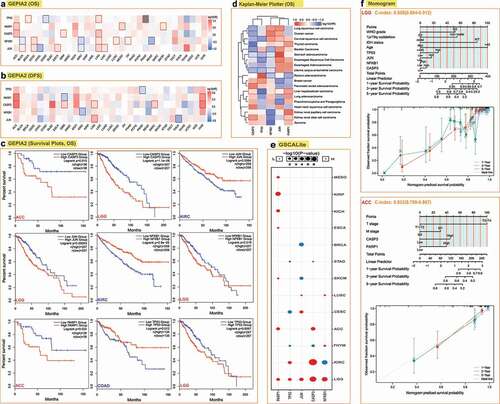 Figure 2. Correlation between the five hub genes expression and survival prognosis of different cancers. We used the GEPIA2 tool to perform overall survival (a) and disease-free survival (b) analyses of different tumors in TCGA by the five-hub genes expression. The cancer types with statistical significance (p < 0.05) were highlighted. The Kaplan-Meier curves of the overall survival data of LGG, ACC, COAD, and KIRC are given (c). (d) Heatmap of the overall survival data across 19 human cancers from the Kaplan-Meier plotter. The cancer types with statistical significance (p < 0.05) were highlighted. (e) Correlation between the expression of five genes and survival in different cancers (only cancer types with statistical significance were presented). (f) Prognostic nomograms and calibration curves for the five hub-genes in LGG and ACC.