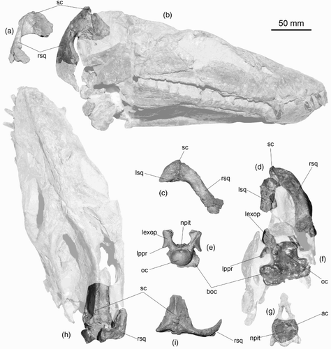Figure 12. Comparison between skull fragments of CM Zfr 115 and the skull of Tuarangisaurus keyesi Wiffen and Moisley Citation1986 (GNS CD 425, holotype). A, CM Zfr 115, right squamosal and part of the right parietal in right lateral view. B, GNS CD 425 in right lateral view. Equivalent elements are digitally enhanced. C, CM Zfr 115, squamosals in occipital view. D, GNS CD 425, occipital view of the skull, with the squamosals digitally enhanced. E, CM Zfr 115, occipital condyle and exoccipital–opistothics articulated, in occipital view. F, Equivalent elements digitally enhanced on GNS CD 425 skull. G, GNS CD 426, anterior view of the atlantal cup of the atlas–axis. The notochordal pit is visible, as it happens on the CM Zfr 115 occipital condyle, however, in the latter this has a comparatively more dorsal position. H, GNS CD 425, dorsal view of the skull with posterior part of the sagittal crest and the squamosals digitally enhanced for comparison. I, CM Zfr 115, sagittal crest and squamosals in dorsal view. ac, atlantal cup; boc, basioccipital; lexop, left exoccipital-opisthotic; lppr, left paraoccipital process; lsq, left squamosal; npit, notochordal pit; oc, occipital condyle; rsq, right squamosal; sc, sagittal crest.