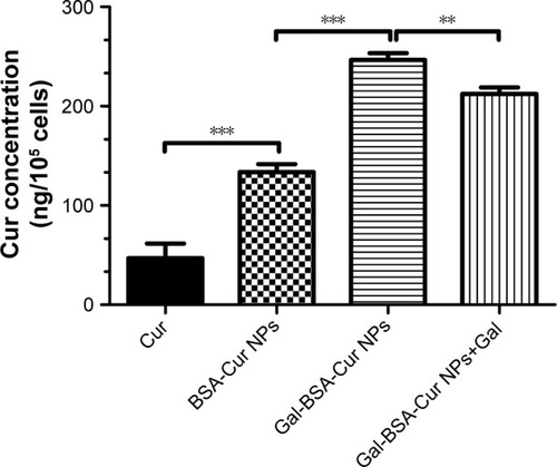 Figure 9 The quantitative analyses of cellular uptake ability of HepG2 cells treated with Cur, BSA-Cur NPs, Gal-BSA-Cur NPs, and Gal-BSA-Cur NPs+Gal using HPLC.Notes: The curcumin concentration was detected by HPLC. ***P<0.001, **P<0.01 compared with Gal-BSA-Cur NPs+Gal. The results are expressed as the mean±SD (n=3).Abbreviations: BSA-Cur NPs, curcumin-loaded BSA nanoparticles; Cur, curcumin; Gal, galactose; Gal-BSA, galactosylated BSA; Gal-BSA-Cur NPs, curcumin-loaded galactosylated BSA nanoparticles.