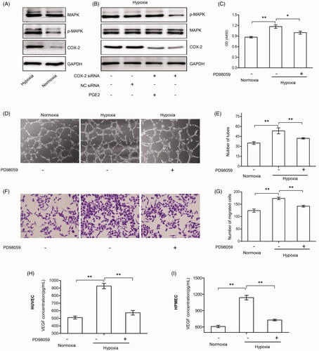 Figure 5. Hypoxia promoted the activation of MAPK via the COX-2/PGE2 axis in endothelial cells under hypoxic conditions. (A, B) HUVECs were treated with or without COX-2 siRNA, NC siRNA, or PGE2 (3 μM) under normoxic or hypoxic conditions, and expressions of MAPK, p-MAPK, and COX-2 were detected by Western blot analysis. GAPDH served as an internal control. (C) HUVECs were treated with or without PD98059 (50 μM) under normoxic or hypoxic conditions for 24 hours and the cell viability assay was detected. (D, E) HUVECs were treated with or without PD98059 (50 μM) under normoxic or hypoxic conditions and were subjected to tube formation assay. The tubes were photographed and quantified (×100 magnification). Data represent three independent experiments. (F–G) HUVECs were treated with or without PD98059 (50 μM) under normoxic or hypoxic conditions and were subjected to cell migration assay. The migrated cells were photographed and quantified (×100 magnification). Data represent three independent experiments. (H, I) HUVECs (H) or HPMECs (I) were treated with or without PD98059 (50 μM) under normoxic or hypoxic conditions for 24 hours. The VEGF concentrations in the supernatant were measured by ELISA assay. *A significant (p<.05) difference; **A highly significant (p < .01) difference.