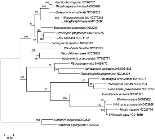 Figure 3. The phylogenetic position for Alboglossiphonia lata according to the ML phylogenetic tree. The bootstrap support values were shown on the branches. Bold text denotes species of which the sequences were newly revealed in this study. The amino acid sequences of the 13 PCGs of following species were also used: B. grubei NC069207 (Bolbat et al. Citation2022), B. echinulata NC069206 (Bolbat et al. Citation2022), G. complanata NC069202 (Bolbat et al. Citation2022), A. lata NC072218 (unpublished), B. cancricola NC072220 (unpublished), H. yangtzenensis MN106285 (Xu et al. Citation2021), T. tukubana NC071182 (unpublished), T. tessulatum NC069203 (Bolbat et al. Citation2022), P. lamothei NC030269 (Oceguera-Figueroa et al. 2016), H. europaea NC072606 (Rashni et al.Citation2023), H. acuecueyetzin MT683771 (Sosa-Jiménez et al. Citation2020), P. geometra BK059172 (Bolbat et al. Citation2021), N. cyclostomum NC064338 (Direct Submission), Z. arugamensis NC035308 (Direct Submission), H. tianmushana MZ189977 (Lu et al. Citation2022), H. crenata (Wang et al. Citation2022), H. yanyuanensis NC072221 (unpublished), P. javanica NC061323 (unpublished), W. laevis NC023926 (unpublished), W. acranulata NC023928 (unpublished), H. nipponia NC023776 (Xu et al. Citation2016), W. pigra NC013569 (unpublished), M. vulgaris NC023836 (Zhang et al. Citation2016), A. aspergillus NC025292 (Zhang et al. Citation2016).
