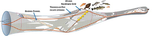 FIGURE 1. Selective system used in shrimp trawling consisting of a Nordmøre grid followed by a cod end. The Nordmøre grid mainly consists of a guiding funnel, a 40–50° inclined grid, and an escape exit in the upper panel just in front of the grid.