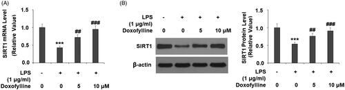Figure 7. Doxofylline reduces lipopolysaccharides (LPS)-induced reduction of SIRT1 in human 16HBE cells. Cells were treated with 1 μg/ml LPS in the presence or absence of doxofylline (5 and 10 μM) for 48 h. (A) mRNA of SIRT1; (B) protein of SIRT1 (***p < .0001 vs. vehicle control; ##p < .01; ####p < .0001 vs. LPS treatment group).