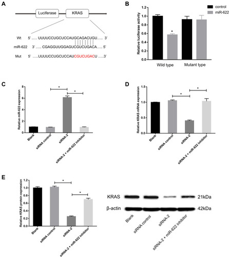Figure 4 Circ_GLG1 regulates CRC progression through the miR-622–KRAS axis. (A) Predicted binding sites of miR-622 in KRAS. (B) Luciferase reporter assays were performed with CRC cells co-transfected with an miR-622 mimic and a reporter plasmid encoding wild-type or mutant KRAS. (C) The miR-622 inhibitor reduces miR-622 expression compared with circ_GLG1 siRNA transfectants. (D) Circ_GLG1 siRNA reduces KRAS mRNA expression in DLD1 cells, which was prevented with the miR-622 inhibitor. (E) Circ_GLG1 siRNA reduces KRAS protein expression in DLD1 cells, which was prevented via the miR-622 inhibitor. *P < 0.05.